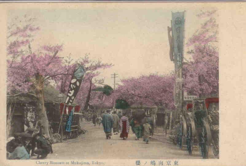 Tokyo, Cherry Blossom at Mukojima