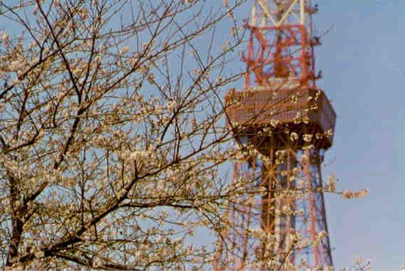 Cherry Blossoms and Tokyo Tower