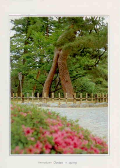 Kanazawa, Kenrokuen Garden in spring, tree with two trunks