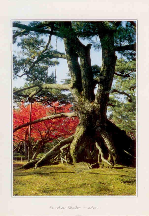 Kanazawa, Kenrokuen Garden in autumn, large tree
