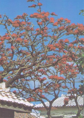 Okinawa, Erythrina Indica Flower