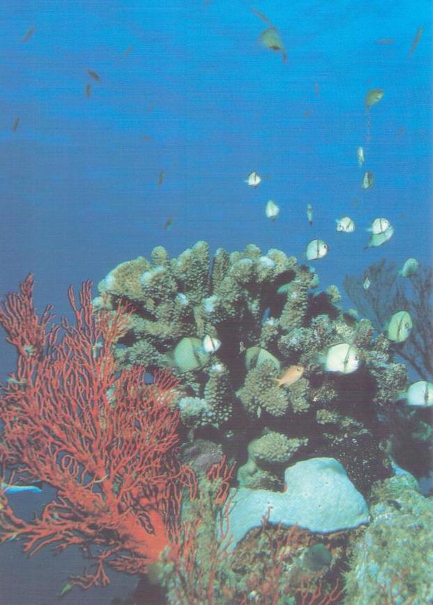 Okinawa, Corals in the sea