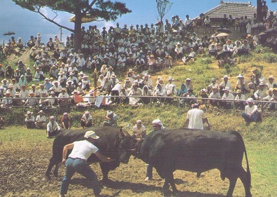 Okinawa, Bullfight
