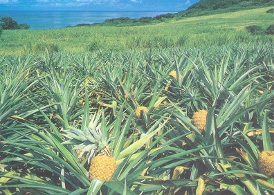 Okinawa, Pine (sic) Farms