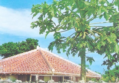 Okinawa, Roof and Papayas