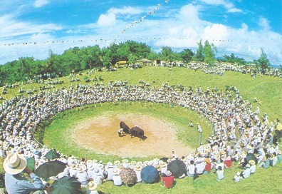 Okinawa, Bull Fighting
