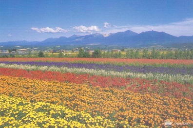 Nakafurano, Farm Tomita, many colours and hills