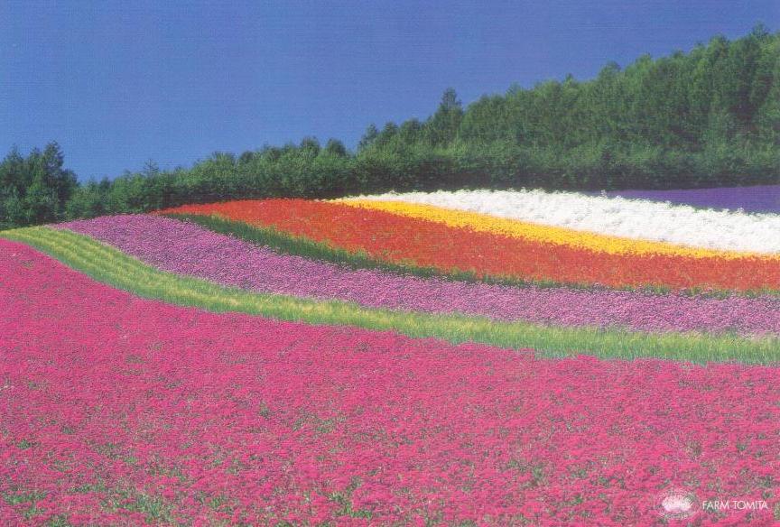 Nakafurano, Farm Tomita, red