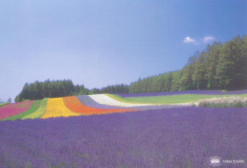 Nakafurano, Farm Tomita, mostly lavender