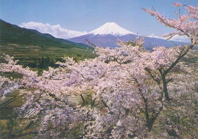 Mt. Fuji and Cherry in Full Blossom