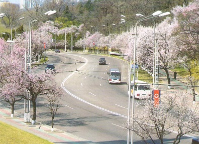 Pyongyang, road and blossoms