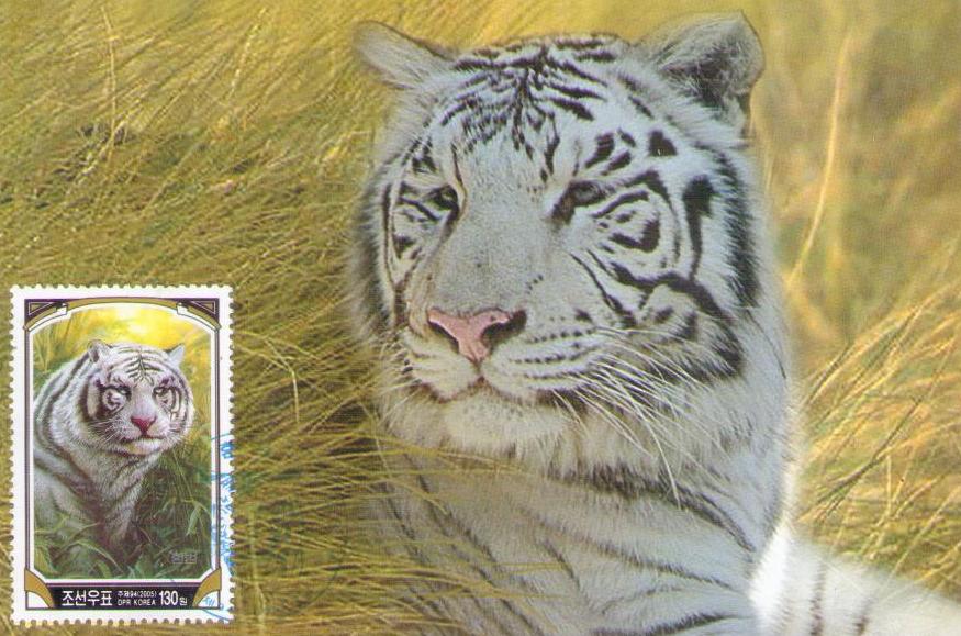 Panthera tigris altaika (sic) (130) (Maximum Card)