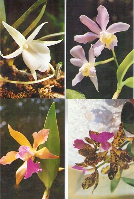 Orchids (set of 5)
