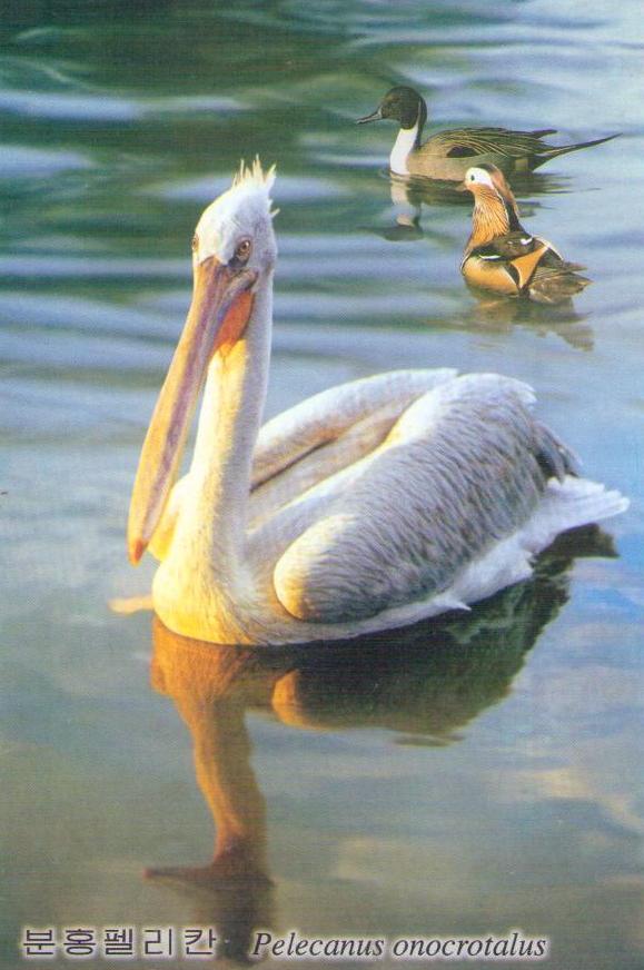 Pelecanus onocrotalus