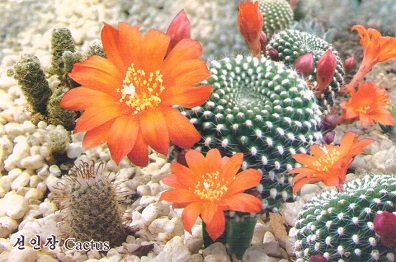 Cactus (선인장)
