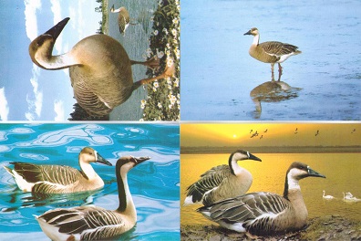 Geese (Anser cygnoides) (set of 4)