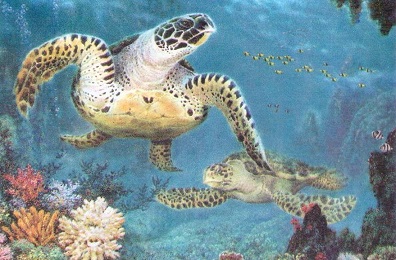 Loggerhead turtle