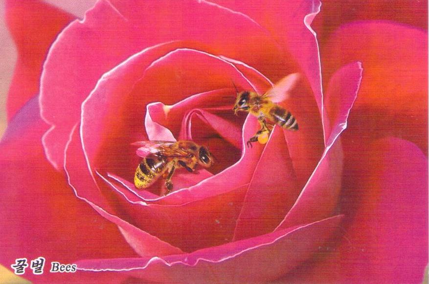 Bees (꿀벌)