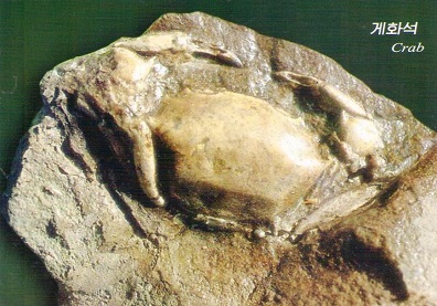 Crab fossil (게 화석)