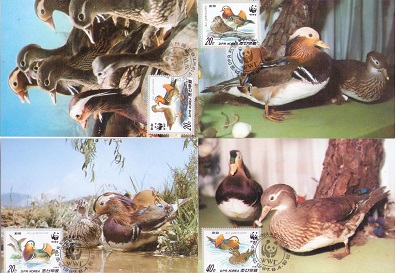 Mandarin ducks (group of 4) (Maximum Cards)