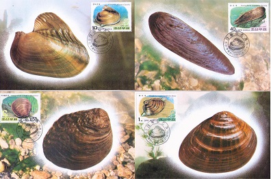 Molluscs (set of 4) (Maximum Cards) (DPR Korea)