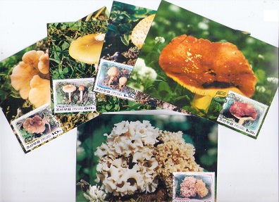 Mushrooms (set of 5) (Maximum Cards)