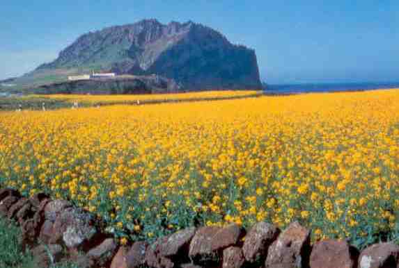 Cheju Island, yellow rape blossoms and Sunrise Peak