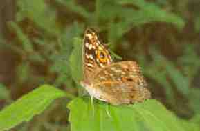 Butterfly – Precis Lemonias
