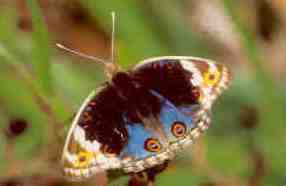 Butterfly – Blue Pansy (Precis Orithya)