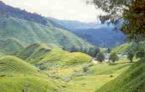 Cameron Highlands, tea plantation