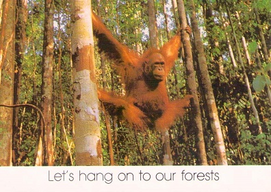Let’s hang on to our forests