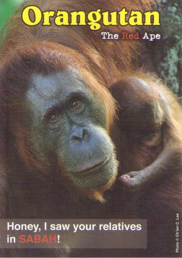 Orangutan – The Red Ape – Honey, I saw your relatives in Sabah!