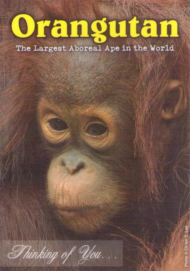 Orangutan – Largest Aboreal (sic) Ape – Thinking of You