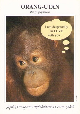 Sepilok, Orang-utan: I am desperately in LOVE with you