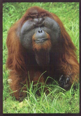 Orang Utan – Man of the Forest – Malaysian Borneo 013