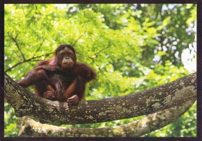 Orang Utan – Man of the Forest – Malaysian Borneo 017