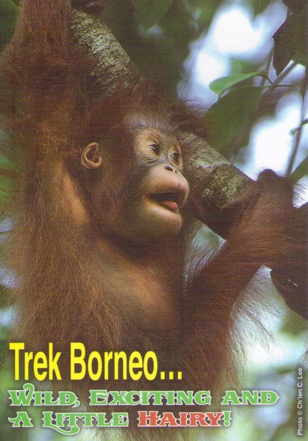 Greetings from Sabah, Trek Borneo