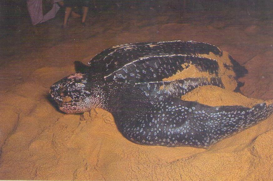 Giant leatherback turtle