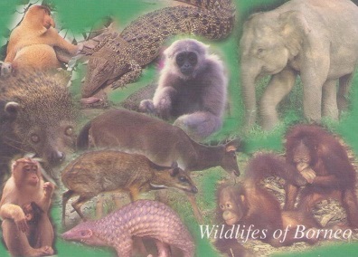 Wildlifes of Borneo