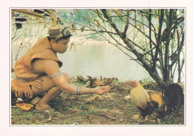 Cock-fighting (Sarawak)