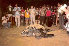 Rantau Abang, leatherback turtle