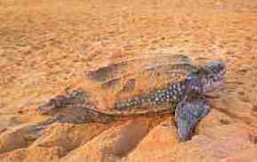 Dungun, leatherback turtle