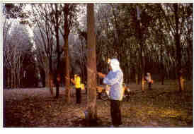 Rubber tapping