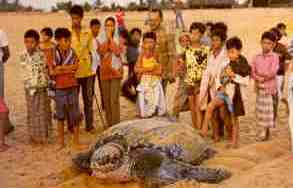 Rantau Abang, leatherback turtle