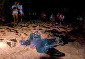 Rantau Abang, turtle, night