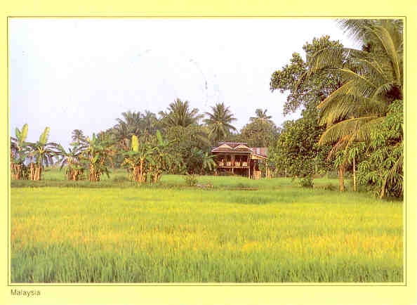 Kedah, paddy fields