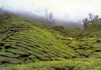 Cameron Highlands, Boh Tea