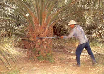 Oil palm