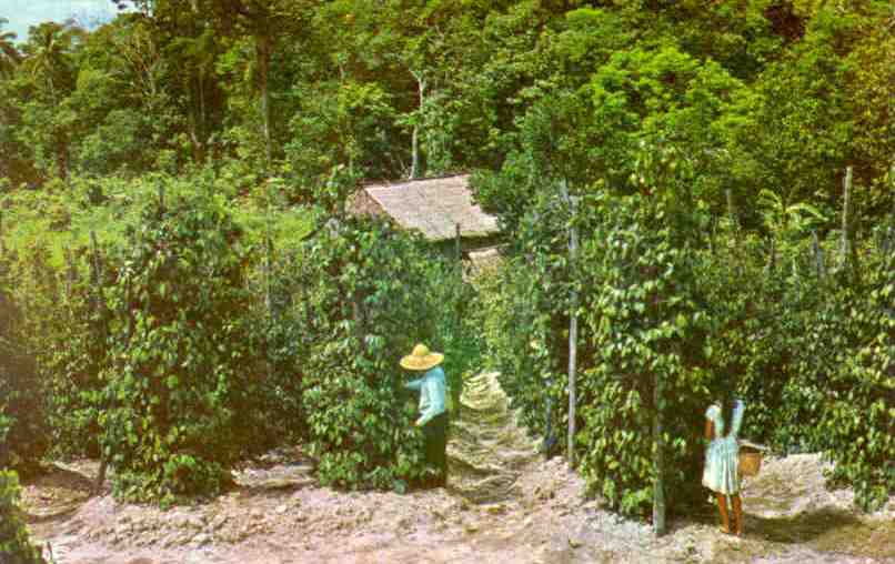 Kuching, pepper plantation