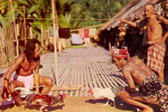 Sarawak, cock fighting